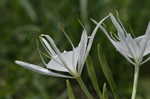 Northern spiderlily